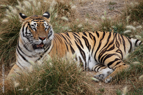 tiger resting © erllre