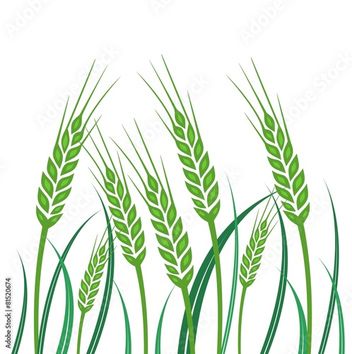 Field of Green Wheat - illustration