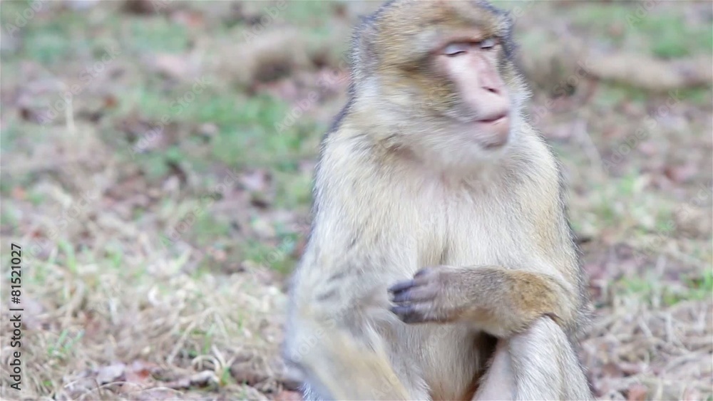 Beautiful Monkey Close Up - Barbary Macaques Beautiful Monkey Close Up - Barbary Macaques