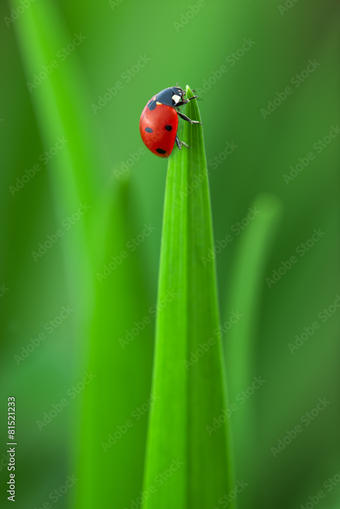 Ladybug on Leaf Ladybug on Leaf