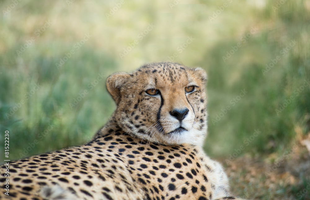 Fototapeta premium lieing cheetah