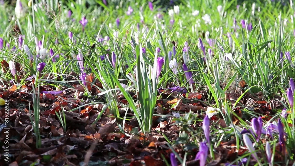 Close Up Purple Sway in Gentle Breeze / Wind in Grass Showing Morning Dew Close Up Purple Sway in Gentle Breeze / Wind in Grass Showing Morning Dew