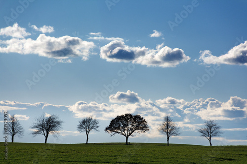 row of trees as silhouettes against a blue sky with clouds