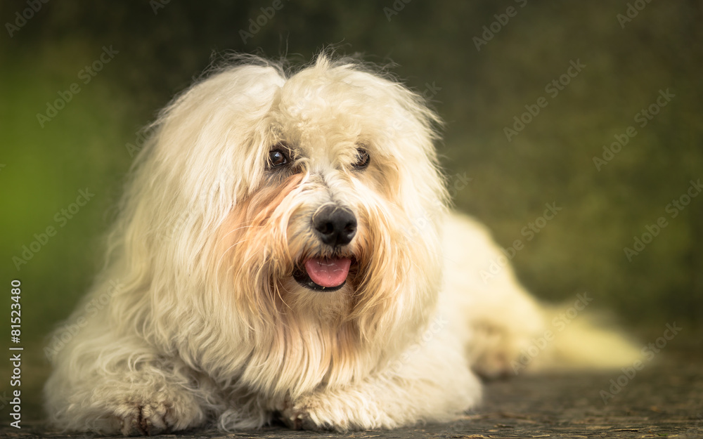 Coton de Tulear dog portrait