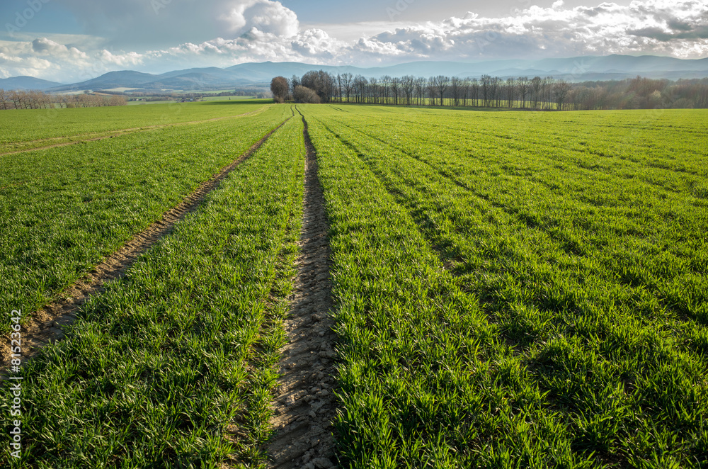 Wheat field