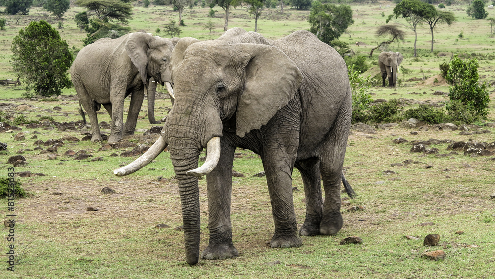 Fototapeta premium elephants in Masai Mara National Park.
