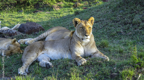 lion family relaxes in Masai Mara National Park.