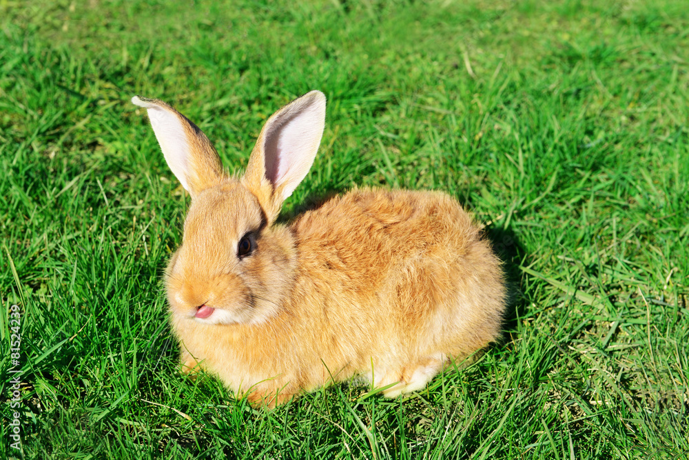 Little rabbit in grass close-up Little rabbit in grass close-up