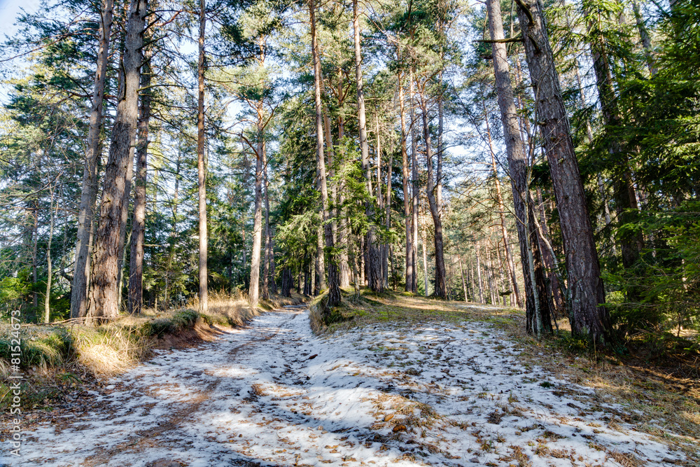 Walk path in alpine forest on Dolomites mountains Walk path in alpine forest on Dolomites mountains