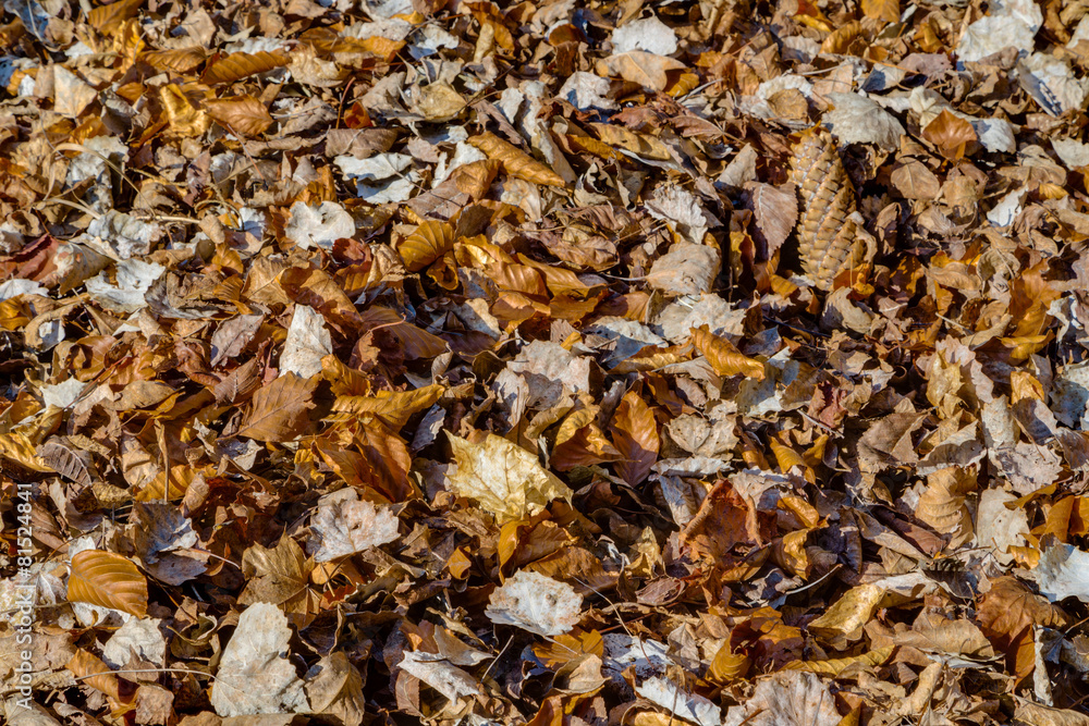 carpet of fall leaves and blades of grass in winter carpet of fall leaves and blades of grass in winter