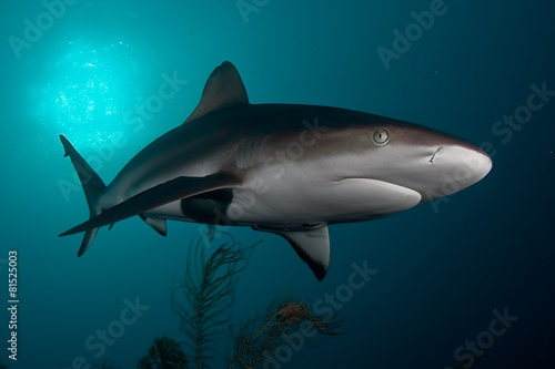 Caribbean reef shark © leodoc63