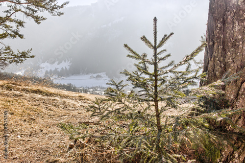 Little pine tress overlooking snowy valley in Dolomites