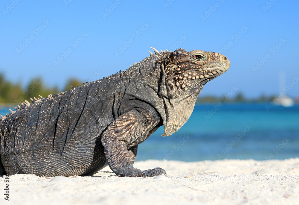 Iguana on white sand beach in Cayo Largo, Cuba Iguana on white sand beach in Cayo Largo, Cuba
