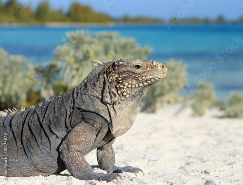 Canvas Print Iguana on white sand beach in Cayo Largo, Cuba