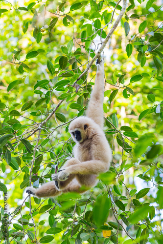 Portrait of White-handed gibbon(Hylobates lar) in the forest