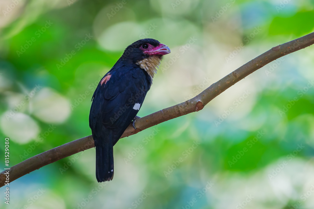 Obraz premium Portrait of Dusky Broadbill(Corydon Sumatranus)