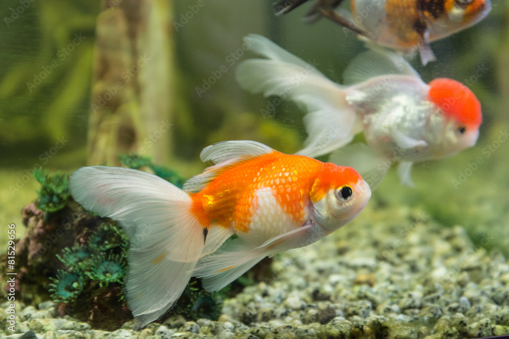 goldfish in an aquarium goldfish in an aquarium