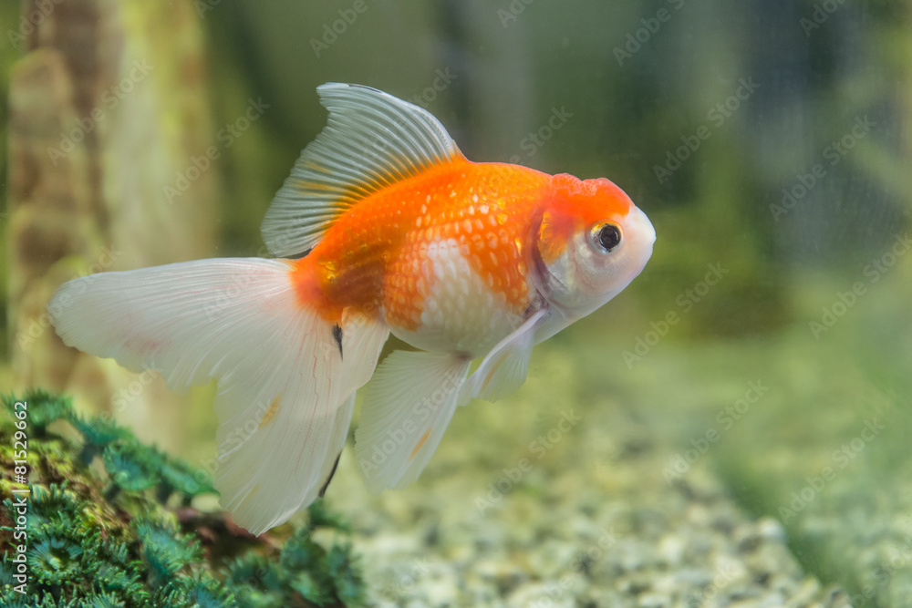 goldfish closeup goldfish closeup