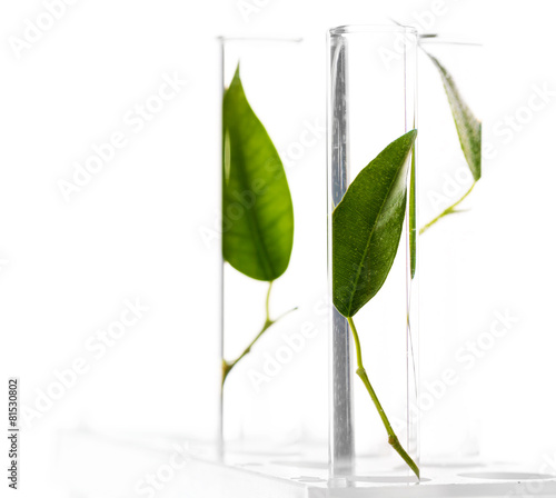 Green leaves in test tubes isolated on white