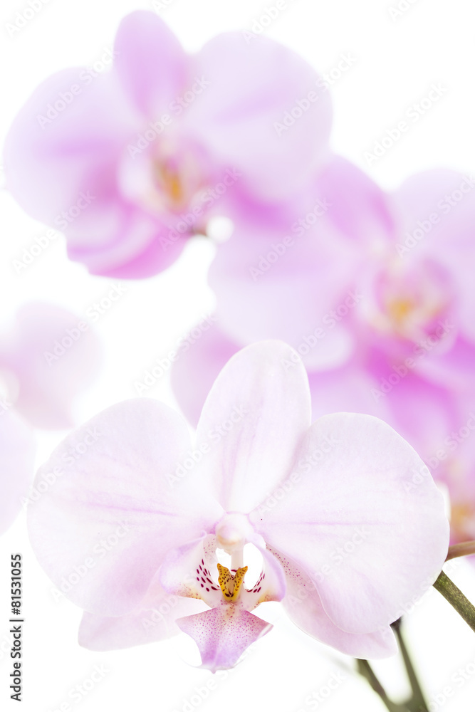 orchid flowers close-up