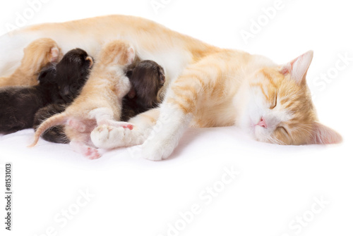 red cat with kittens