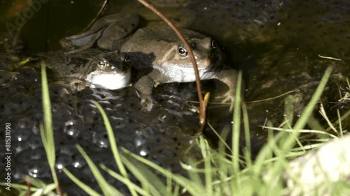 Grasfrösche mit Laich