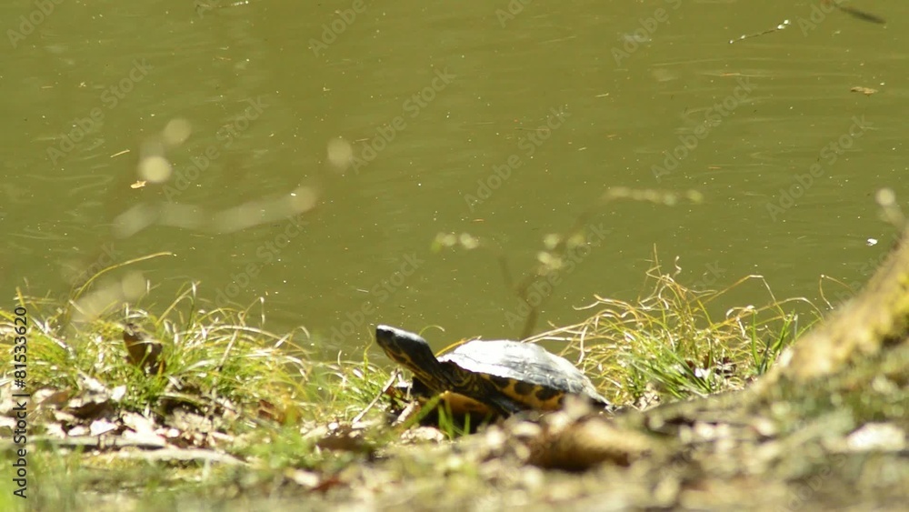 Schmuckschildkröte beim Sonnenbad an deutschem Teich Schmuckschildkröte beim Sonnenbad an deutschem Teich