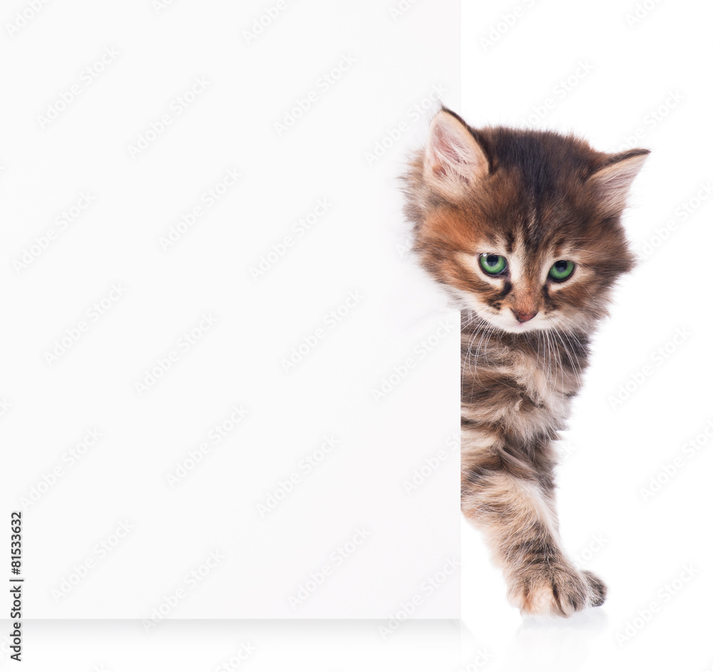 Fototapeta premium Siberian kitten