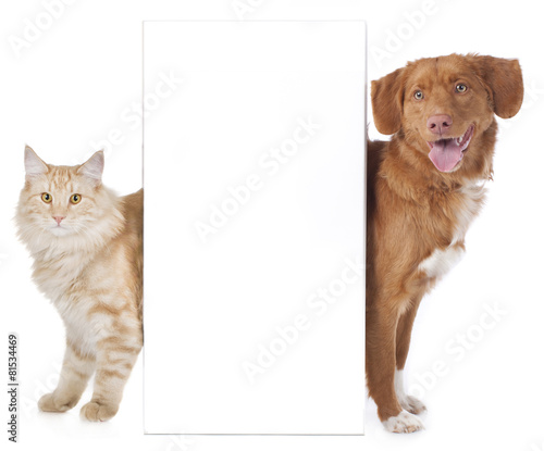 Fototapeta Naklejka Na Ścianę i Meble -  Hund und Katze hinter weißer Wand