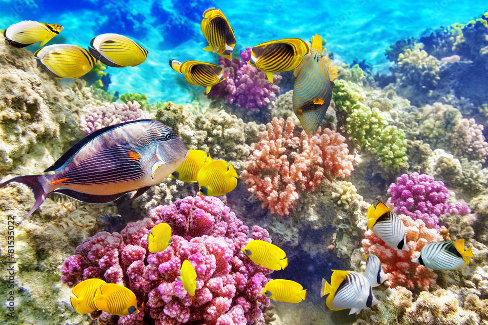 Obraz Podwodny świat z koralowcami i tropikalnymi rybami.