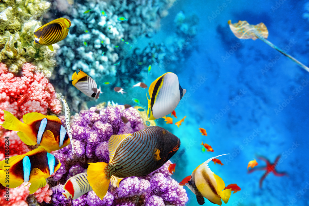 Obraz premium Podwodny świat z koralowcami i tropikalnymi rybami.