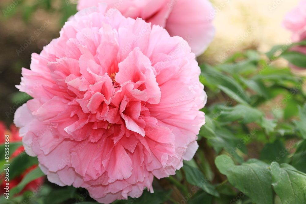 ボタンの花 ボタンの花