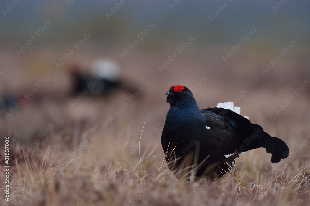 Black grouse in the bog early in the morning Black grouse in the bog early in the morning