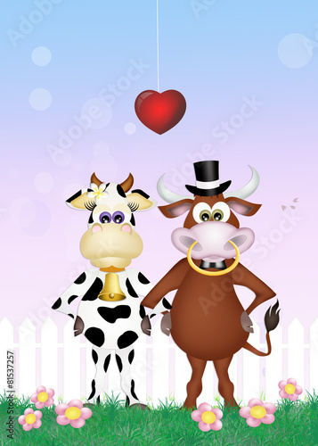 bull and cow in love © adrenalinapura