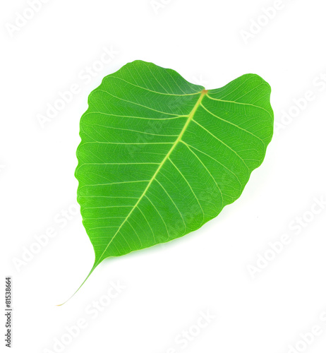 green leaf vein  bodhi leaf  on white background