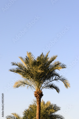 Date palm tree