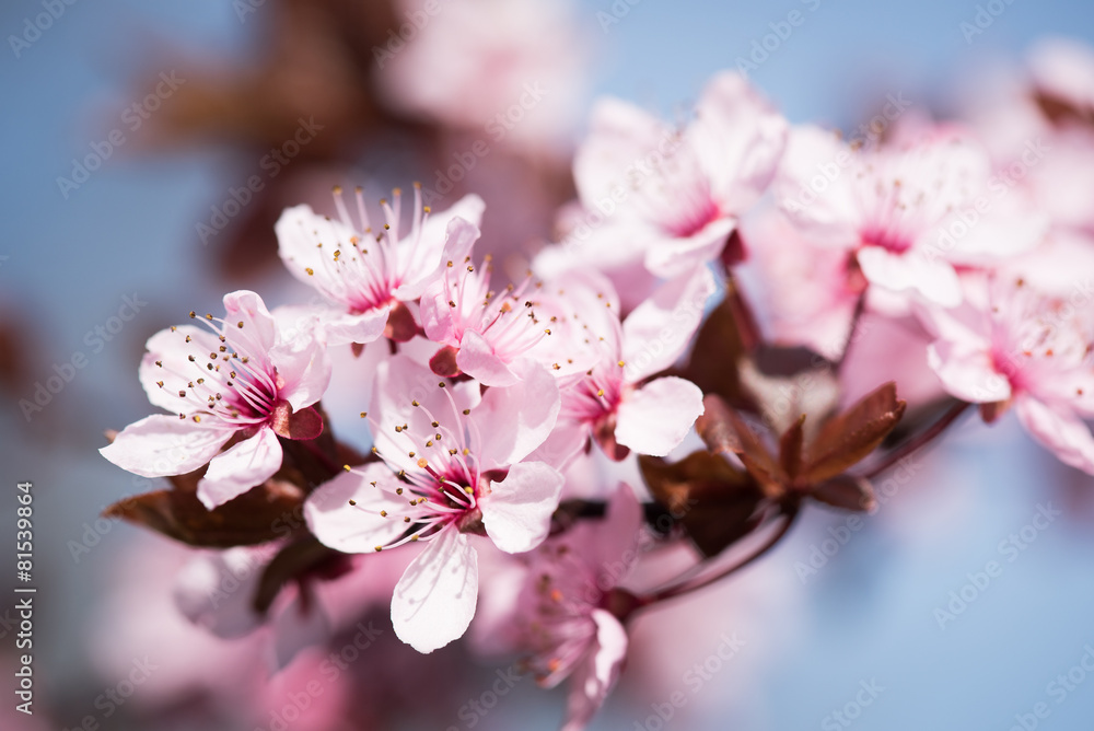 Naklejka premium zierkirsche