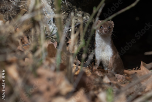 Mauswiesel (Mustela nivalis) photo