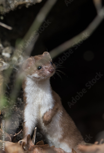 Mauswiesel (Mustela nivalis)