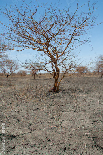 Acacia Tree amongst a yellow field of grass in Waza NP photo