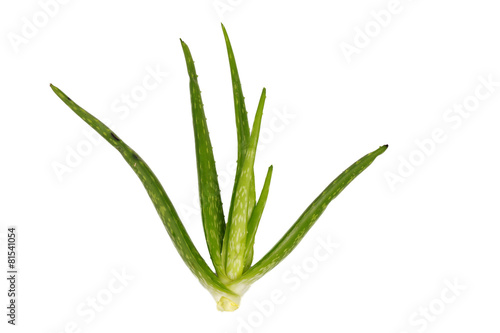 Aloe vera plant isolated on white.