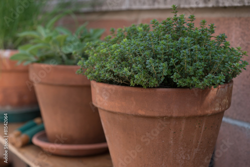 Herbs in pots © tecnofotocr