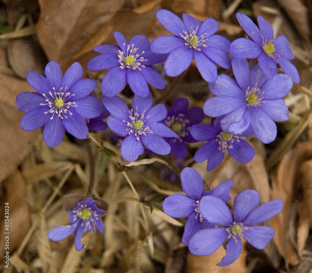 Hepatica nobilis - Common Hepatica, liverwort Hepatica nobilis - Common Hepatica, liverwort
