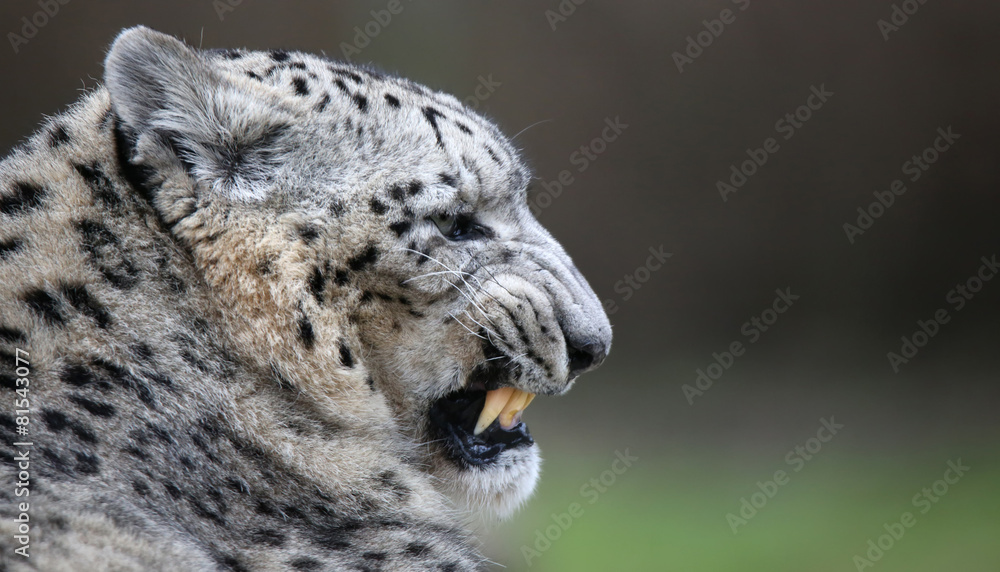 Fototapeta premium Close-up of a spitting Snow leopard with copy paste