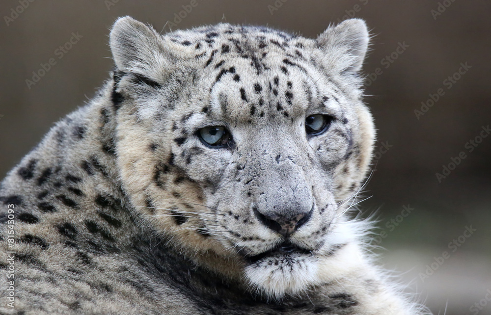 Naklejka premium Close-up of a Snow leopard