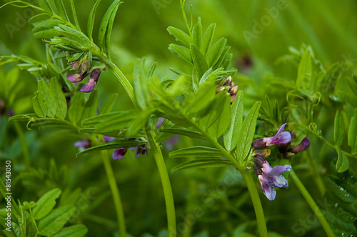фотографія Tufted vetch, cow vetch, bird vetch, boreal vetch  Vicia cracca