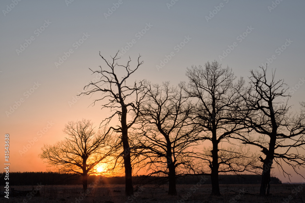 Big oaks against the sun at the time of a sunset