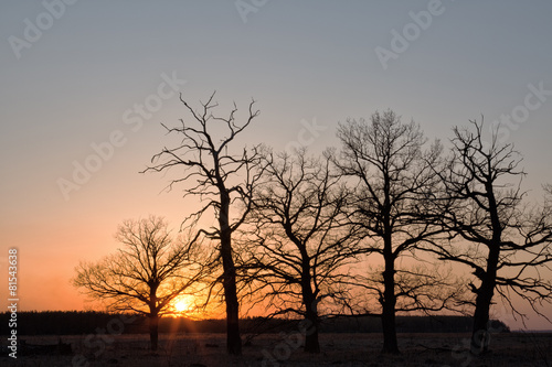 Big oaks against the sun at the time of a sunset © Shchipkova Elena