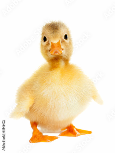 Duckling animal isolated