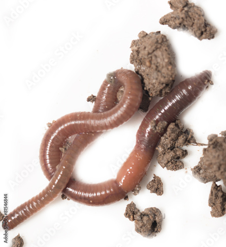 one with the earth worm macro © studybos